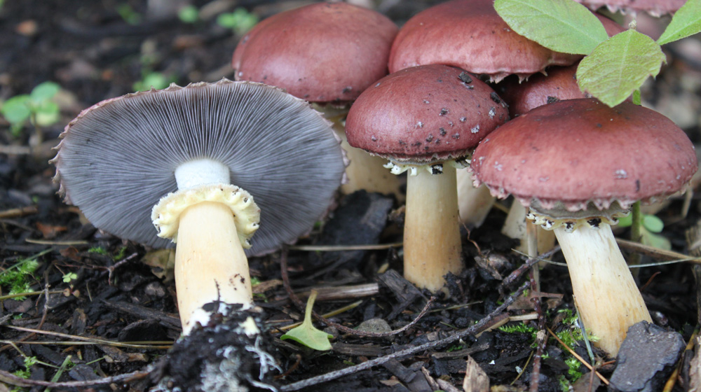 King Stropharia mushrooms
